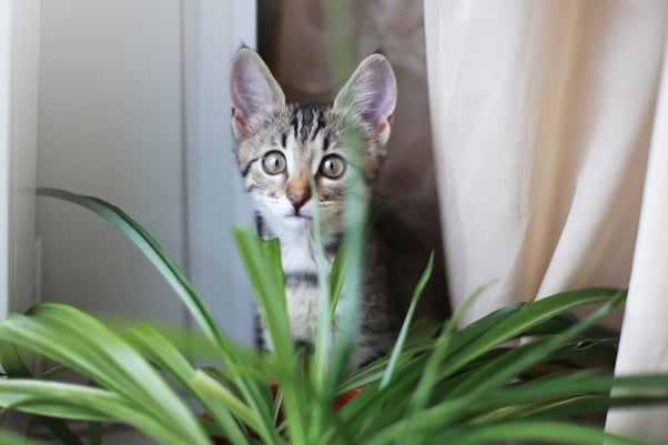Tabby kitten peeking through green houseplant leaves on an indoor windowsill.