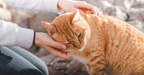 Ginger cat affectionately leaning into a woman’s hands for stroking.
