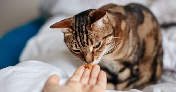 Cat suspiciously sniffing a treat in a person’s outstretched hand.