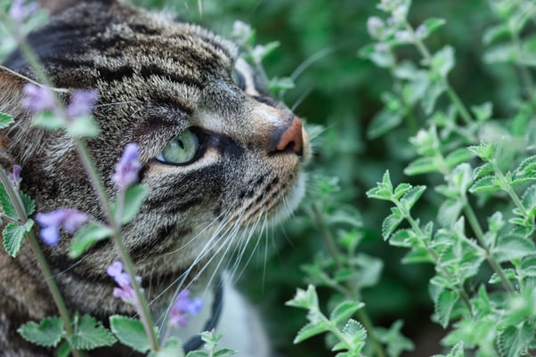 Tabby cat with green eyes standing among a catnip plant with purple flowers.