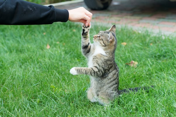 A grey and white cat stood on their hind legs outside on the grass taking a treat from their human’s hands.