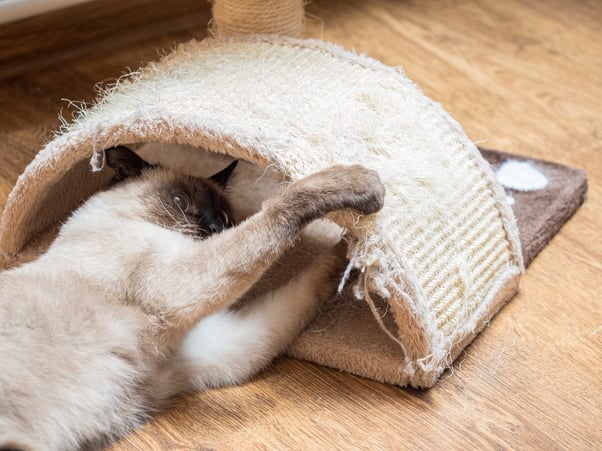 Siamese cat playing with a scratching post lay on the floor.