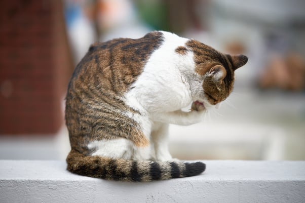Cat sitting on a wall grooming their paws. 