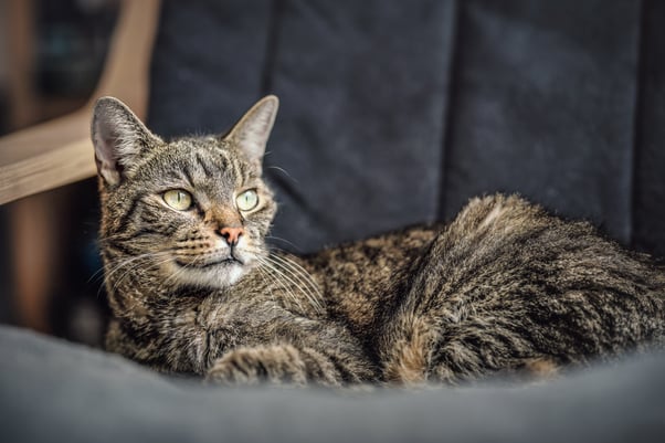 Grey-brown Tabby cat resting on an armchair.