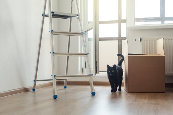 Black cat standing in a room surrounded by cardboard boxes and a step ladder.