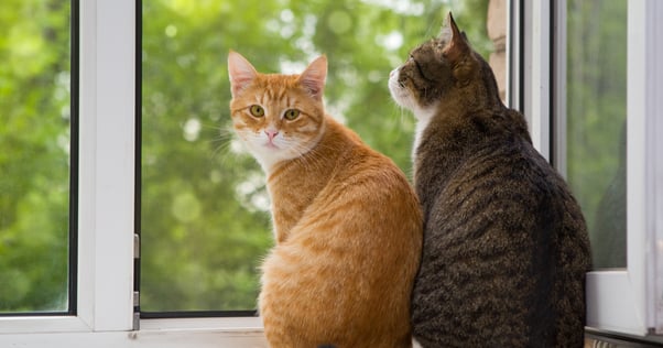 Two cats, one grey and one ginger, sitting next to each other on a windowsill with the window open.