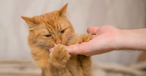 Ginger cat taking a treat from an outstretched hand.