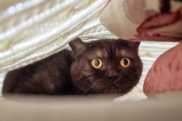 Black cat with wide eyes hiding under a white blanket. 