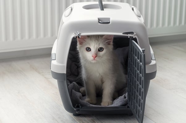 Small white kitten with blue eyes sitting inside an open pet carrier on a light wooden floor.