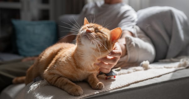 Happy ginger cat leaning into a man’s head scratches.