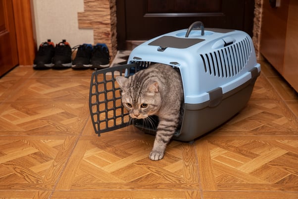 Nervous looking cat stepping out of a cat carrier. 