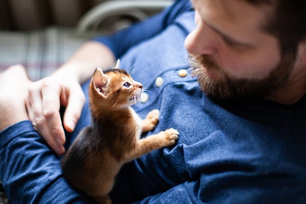 Small brown kitten sitting on a man’s chest and looking at him as he sits down indoors.