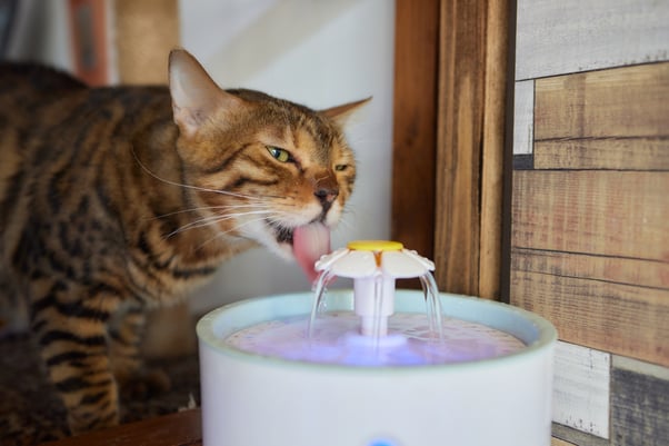Tabby cat drinking water from a light-up pet fountain.