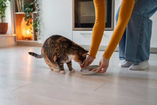 Human bending down to feed a cat its food from a plate.