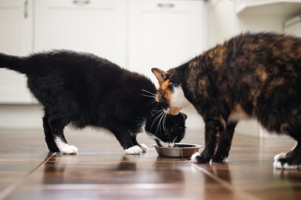 A black and white cat eating from a metal bowl with another cat standing over it. 