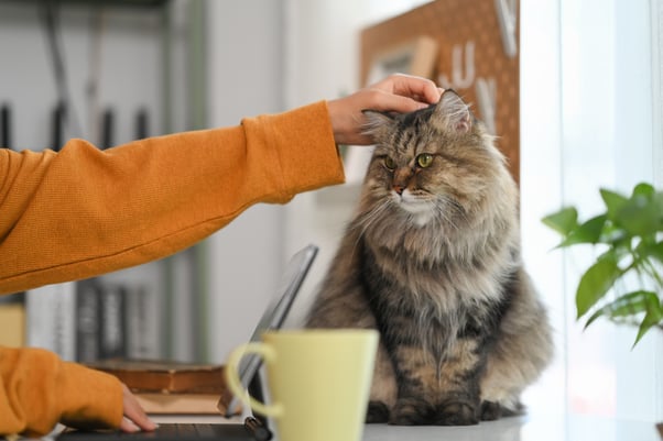 Fluffy cat sitting beside a woman’s laptop.