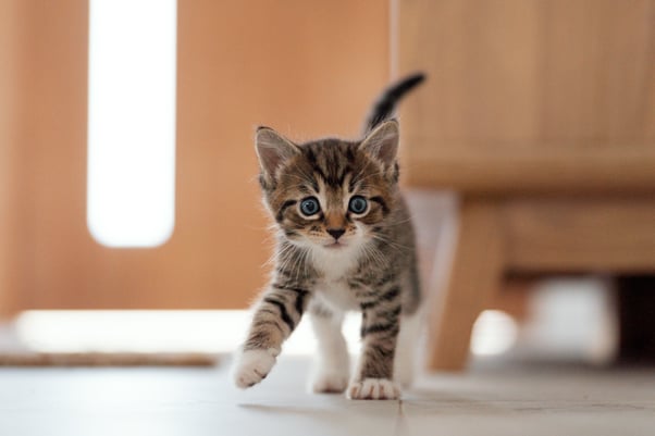 Small tabby kitten with bright blue eyes walking across a light wooden floor indoors.