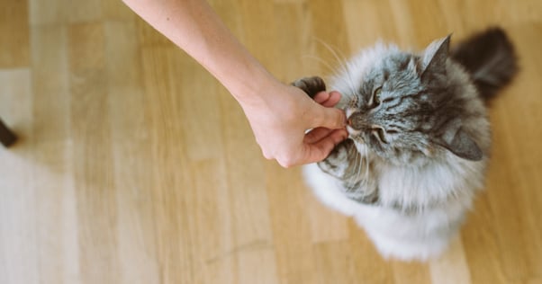 Fluffy grey cat stretching to take a treat from an outstretched hand.
