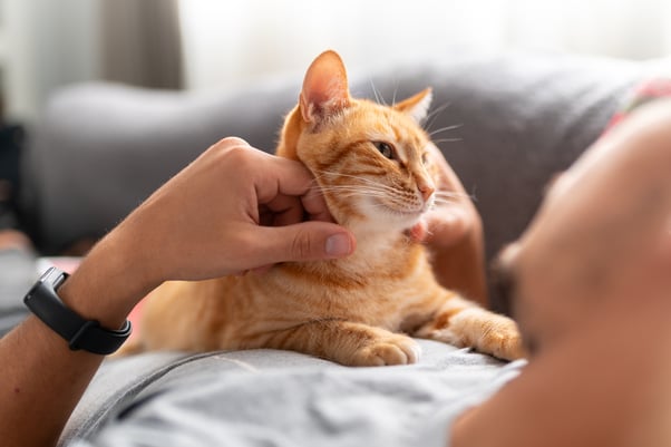 Man laying on sofa petting a ginger cat.
