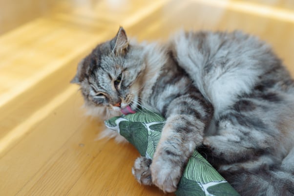 Grey long haired cat licking a catnip toy with its paws around it.  