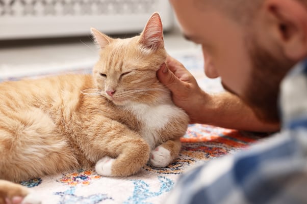 Man stroking a ginger cat laying on the floor. 