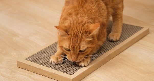 Ginger cat scratching at a floor scratching block.