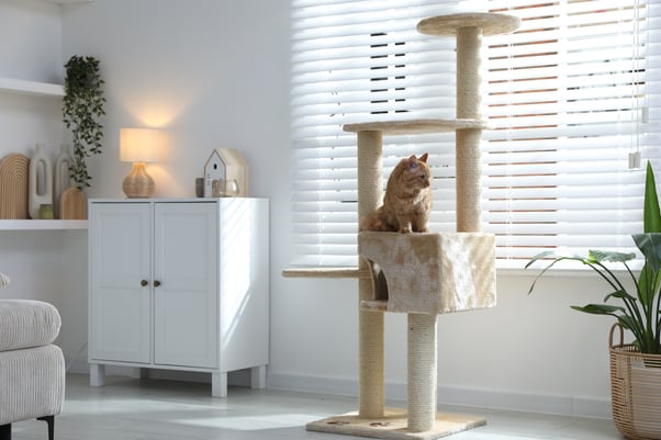 Ginger Tabby cat sitting on a tall beige cat tree by a window with white blinds in a bright living room.