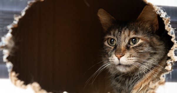 Grey cat hiding in and peering out from a cardboard box.