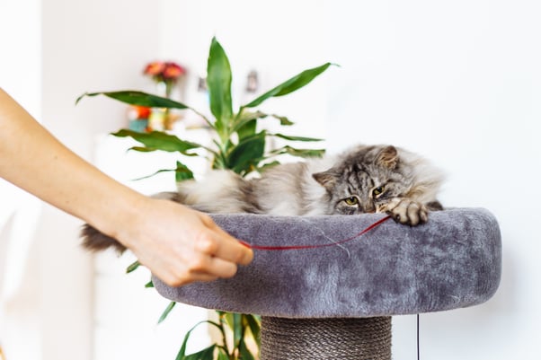 A person holding a red string playing with a grey cat lying in a cat tree with a scratching pillar.