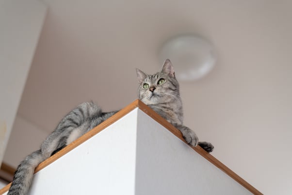 shutterstock_Grey cat sat up high on the corner of a surface indoors. 2636884779