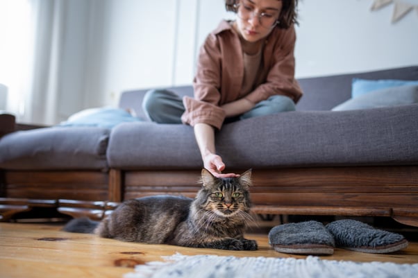 Human petting a cat lying on the floor with a concerned expression. 