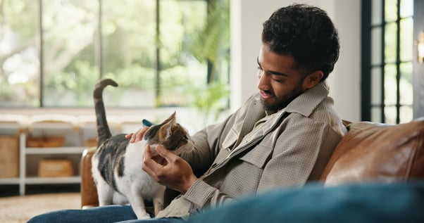 White and grey cat climbing into a man’s lap.