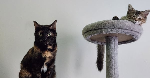 A cat sitting on a cat tree next to another cat laying down. 
