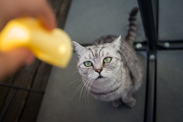 Cat looking up at a human holding a yellow toy. 