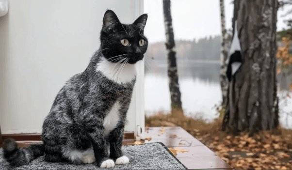 Salty liquorice cat sat outside of house.