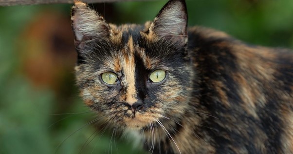 Gatta tartaruga, questo colore da solo origine a gatte femmine