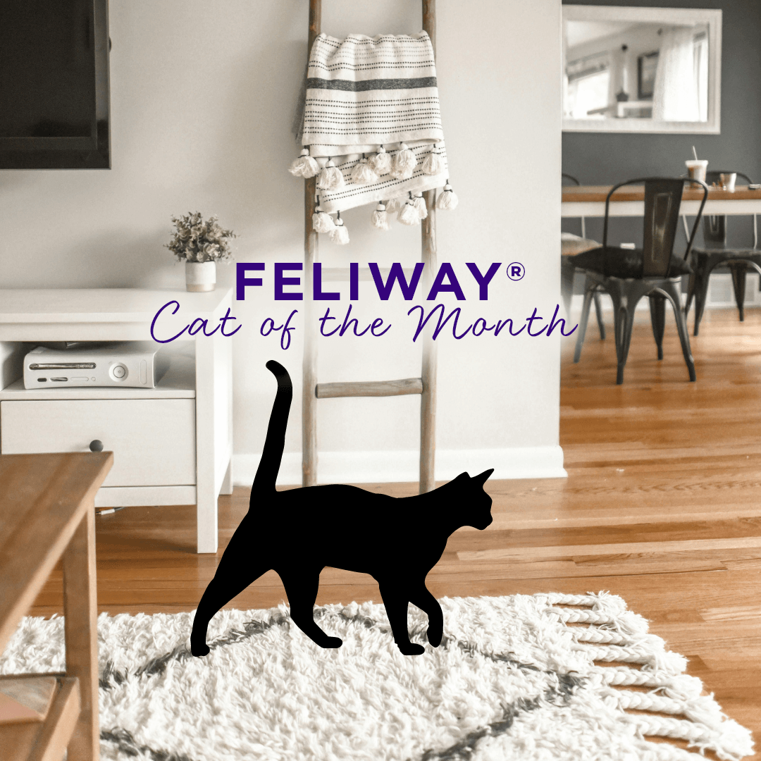 Cat of the month-1