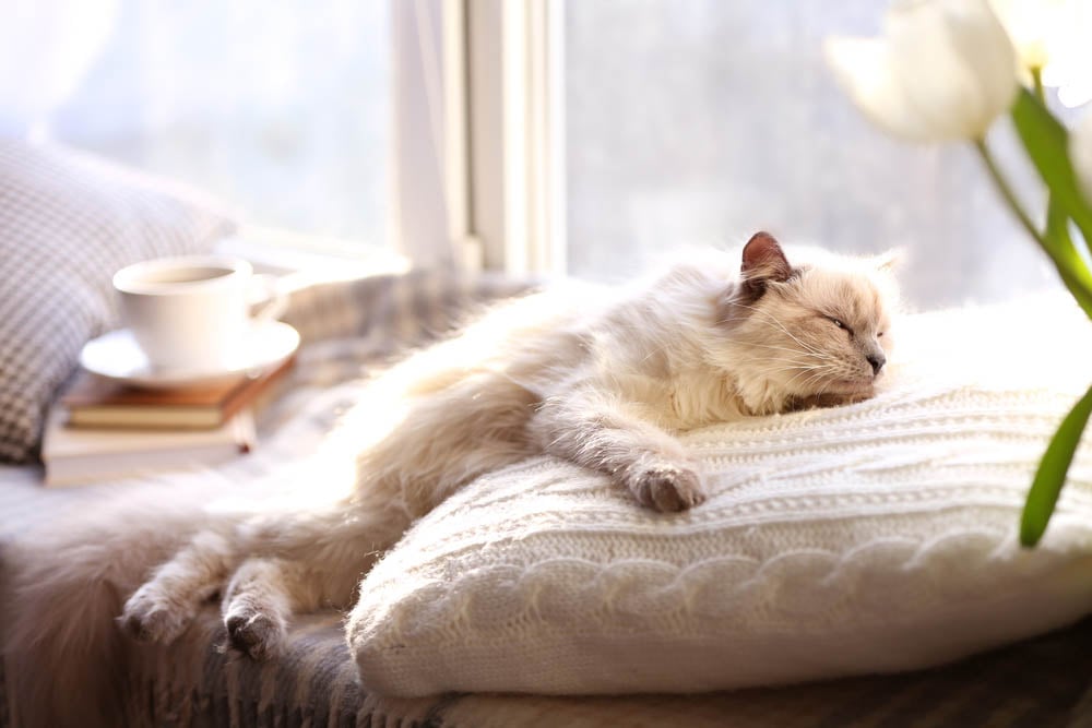 Cat+Sleeping+ML+RAW+250517-00