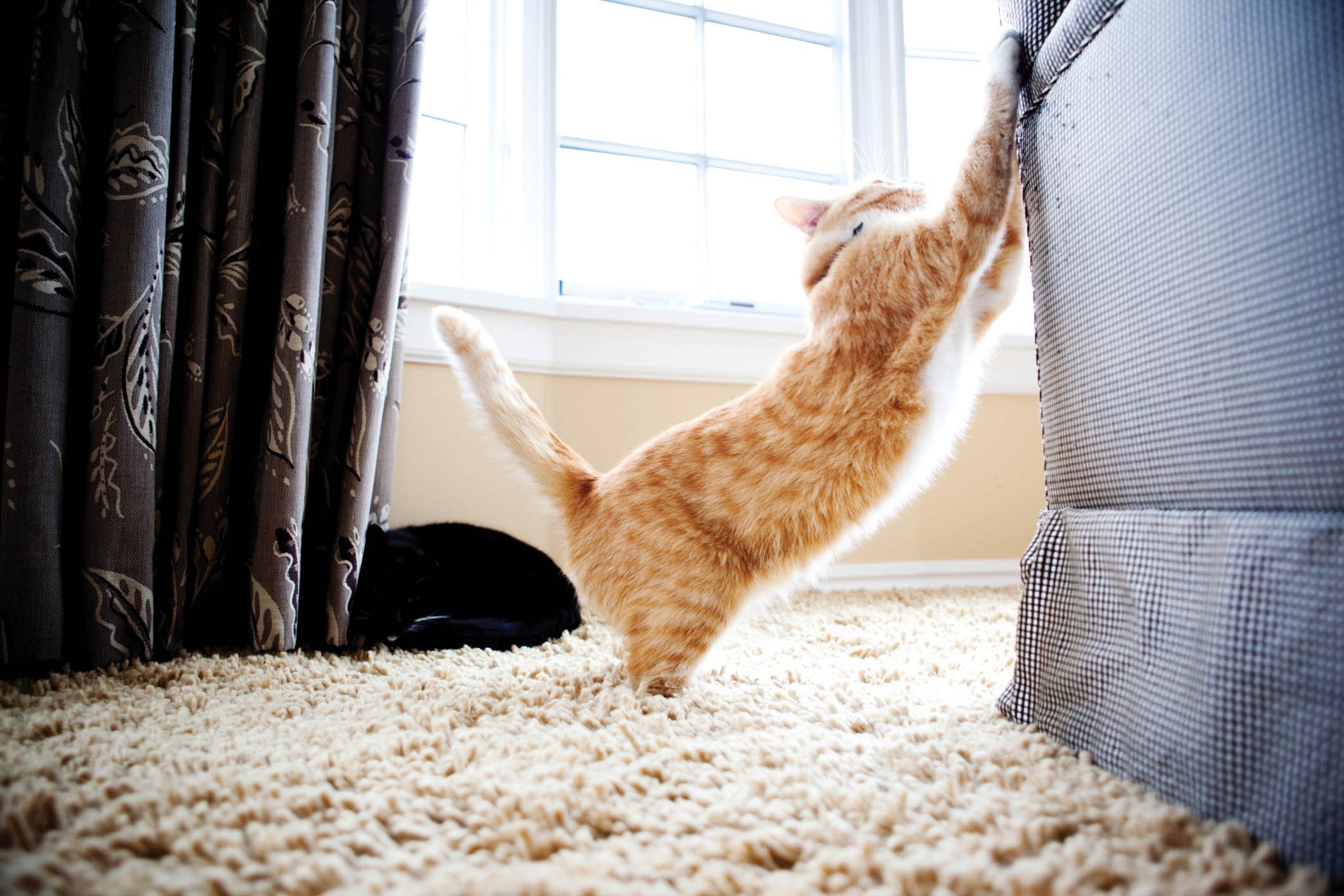 Katze kratzt an Sofa