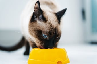 Cat-eating-1