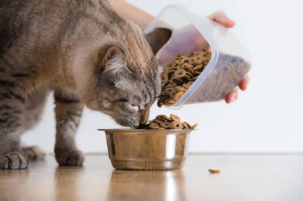 il gatto miagola