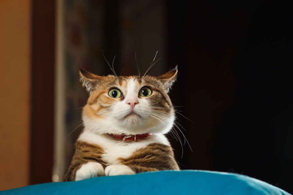 cleaning up cat spray