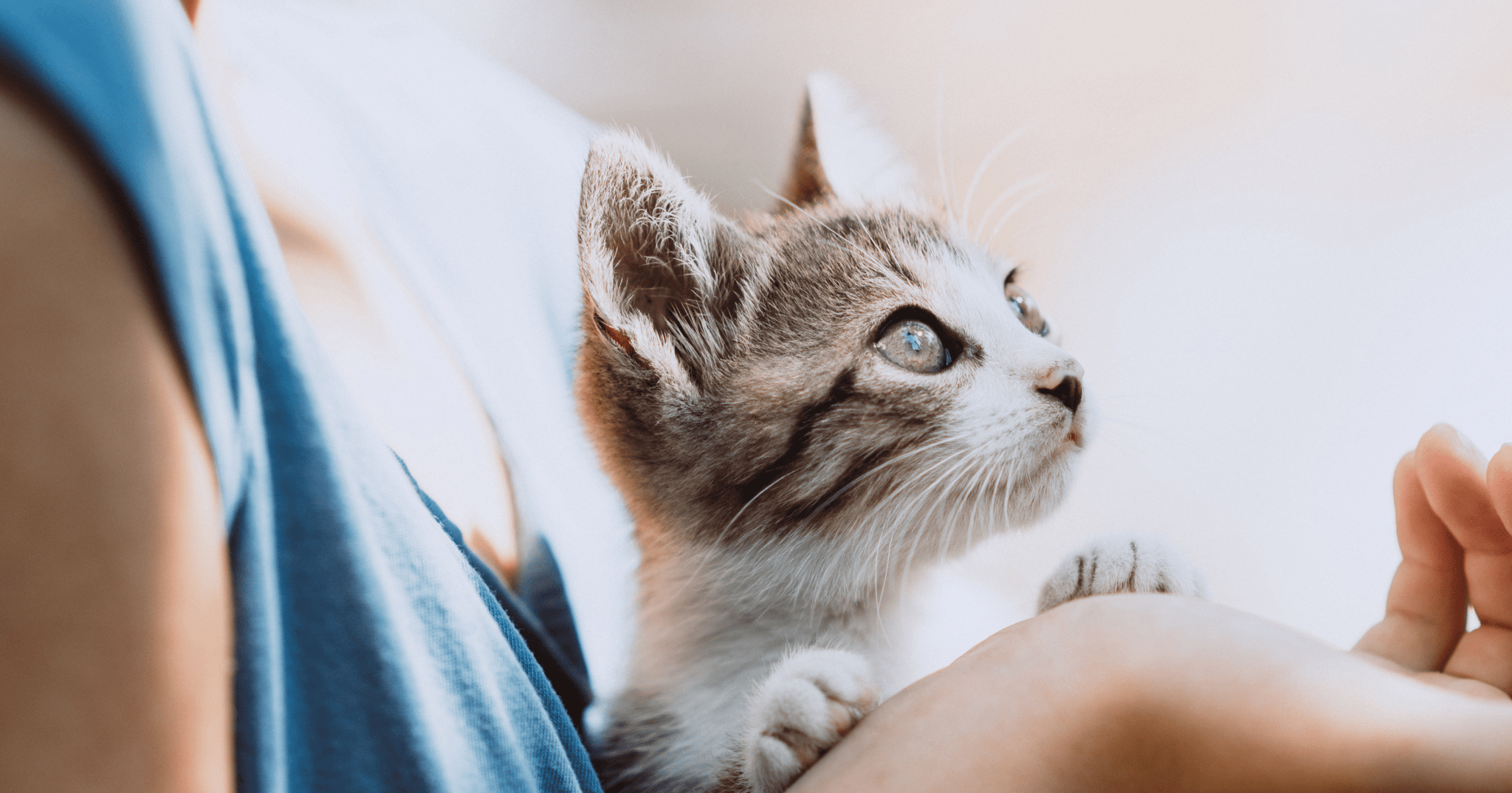 Come aiutare il gatto che rimane solo un weekend