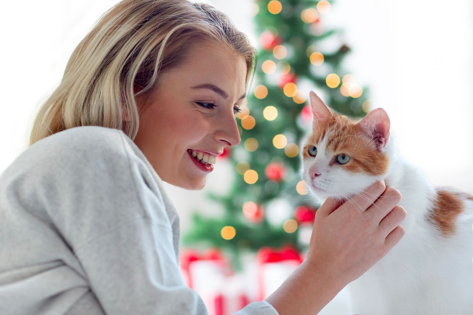Consejos navidad con gatos 7