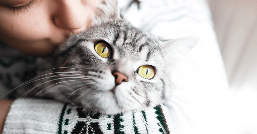 Consigli se il gatto rimane solo per un weekend