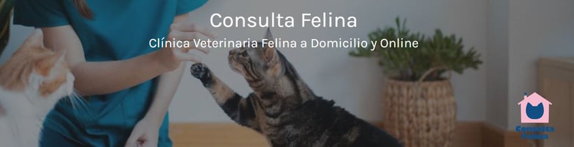 Consulta felina banner