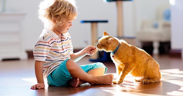 Criança dando um petisco para um gato.