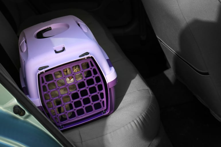 FELIWAY - helps keep your kitty calm in the car Editorial 02