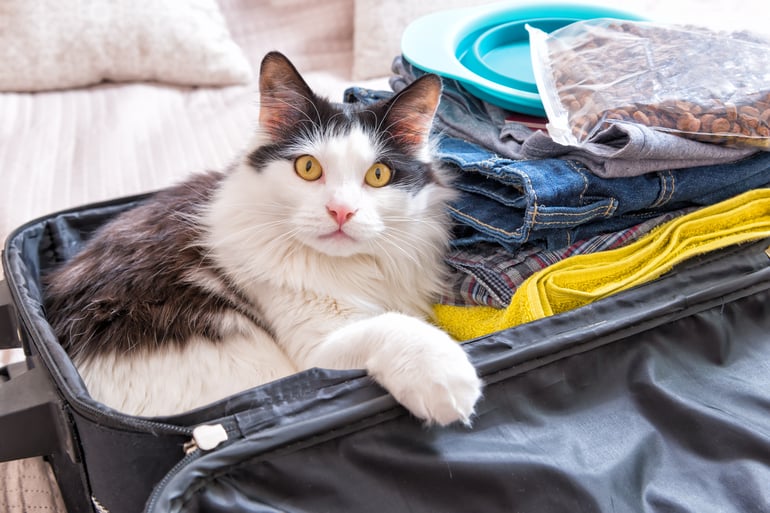 Five Tips To Reduce Cat Unhappiness While Travelling editorial CS 150288-03