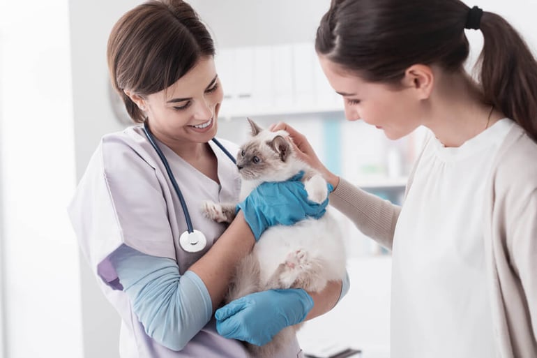 Smiling professional veterinarian holding a beautiful cat after examination